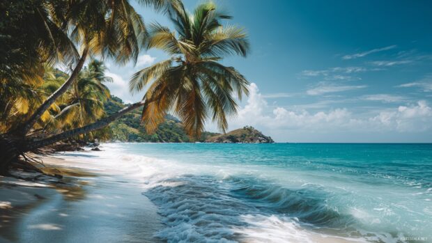 Relaxing palm tree backgrounds, gentle waves lapping at the shore with palm trees providing shade on a sunny day.