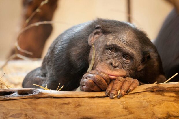 A Bonobo is lying down holding a small twig while looking thoughtfully, HD Desktop Wallpaper