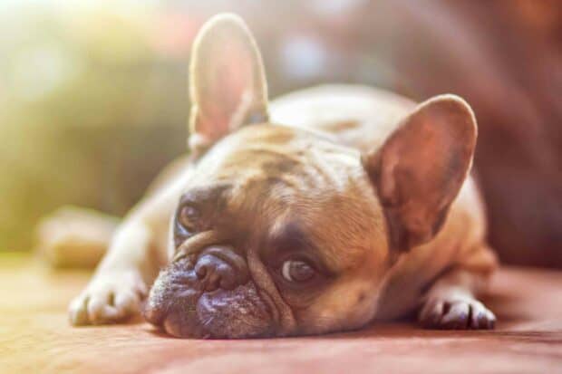 A close up of a bulldog lying down and looking calmly in soft natural light, 2K Desktop Wallpaper