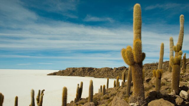 Salar De Uyuni Bolivia Stunning Cactus Landscape with Salt Flats and Blue Sky Wallpaper
