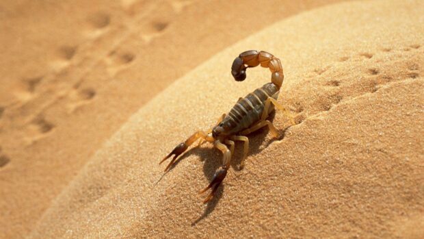A scorpion crawling on the sandy dunes in Algeria under bright sunlight, HD Desktop Wallpaper
