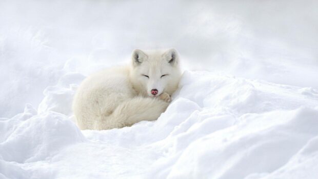 A sleeping Arctic fox curls up in the snow under a pale sky, HD Desktop Wallpaper