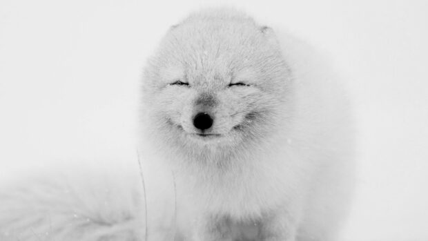 A smiling Arctic fox with white fur stands in the snowy landscape, 4K Desktop Wallpaper