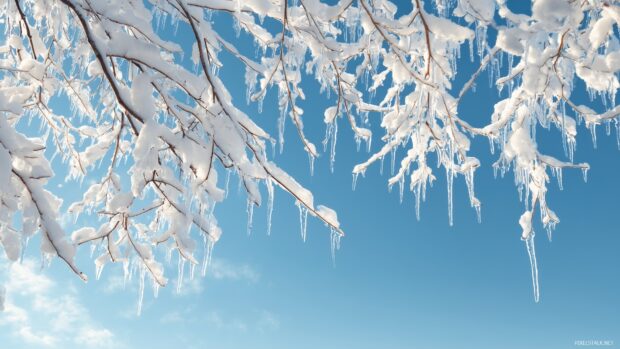 Snow background HD, a collection of snow laden branches with glistening icicles, set against a crisp blue sky.