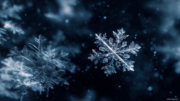 Snowflakes HD background, an elegant close up of snowflakes on a dark background, showcasing their unique patterns.