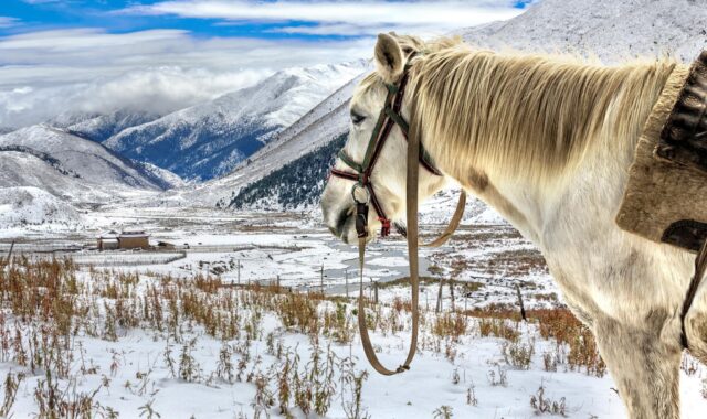 Snowy Kazakhstan Landscape With Horse In Winter View