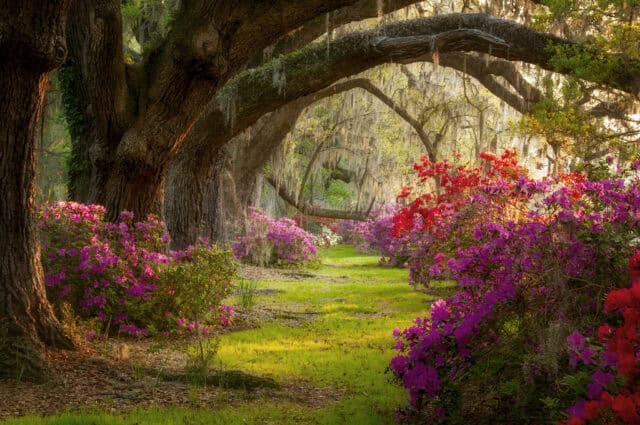 South Carolina Azalea Garden with Moss Draped Oak Trees and Vibrant Spring Flowers Wallpaper