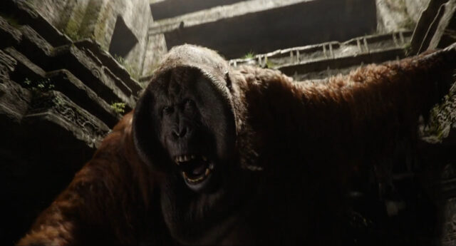 The Jungle Book Movie Wallpaper Aggressive Orangutan in Ancient Jungle Ruins