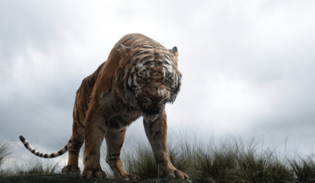 The Jungle Book Movie Wallpaper Fierce Tiger Standing on Grass Under Cloudy Sky