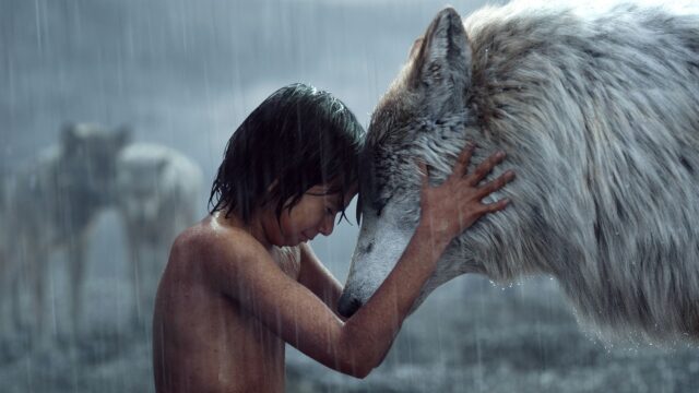 The Jungle Book Movie Wallpaper Mowgli Shares a Moment with White Wolf in the Rain