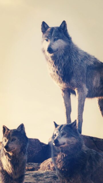 The Jungle Book Movie Wolves Standing on Rocks Wallpaper Background