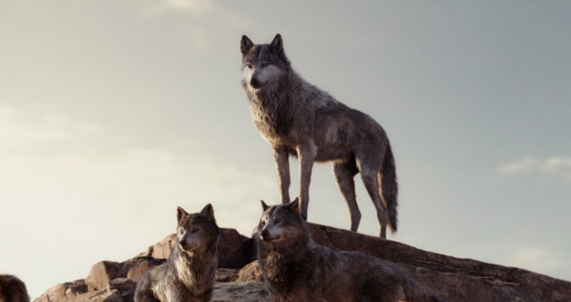 The Jungle Book Movie Wolves on Rocky Hill Stunning Wallpaper