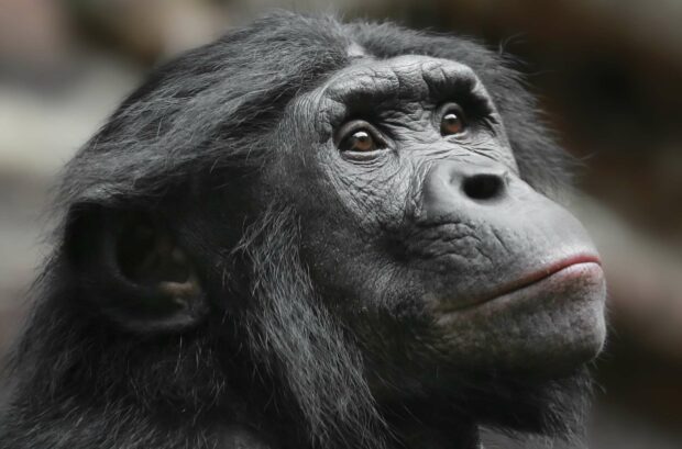 A thoughtful bonobo looks upward with detailed facial expression in this Bonobo Wallpapers image, HD Desktop Wallpaper