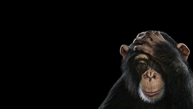 A bonobo looks thoughtful with its hand on its head against a black background, 2K Desktop Wallpaper