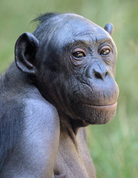 A close up of a bonobo showing its thoughtful expression in natural light, HD Phone Wallpaper