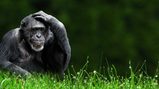 A bonobo is sitting in the grass with one hand on its head in a natural environment, HD Desktop Wallpaper