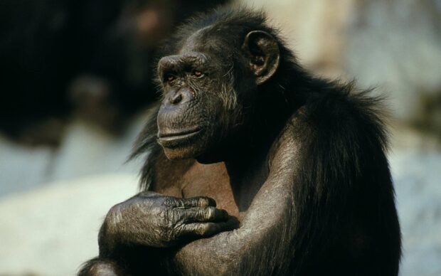 A bonobo sits thoughtfully with arms crossed, 2K Desktop Wallpaper