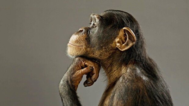 A bonobo is seen resting its chin on its hand in a thoughtful pose, HD Desktop Wallpaper