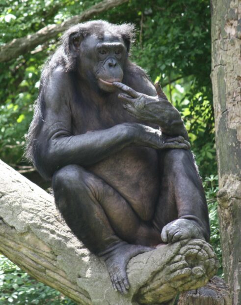 A bonobo is sitting thoughtfully on a tree branch surrounded by greenery, 2K Desktop Wallpaper