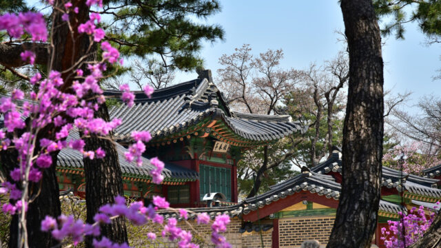 Traditional Korean Architecture with Spring Blossoms Wallpaper