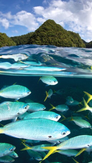 Tropical Fish In Palau Crystal Clear Waters Wallpaper
