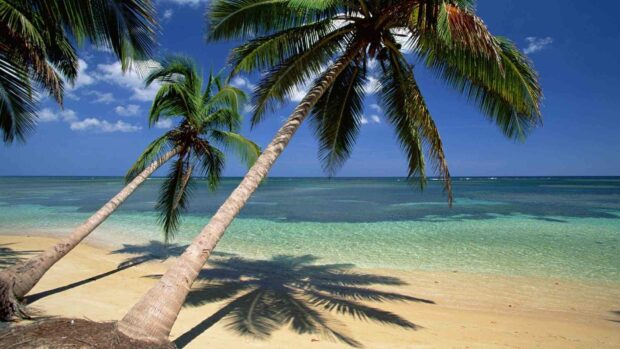 A beautiful tropical beach with palm trees and clear ocean water in Dominica, HD Desktop Wallpaper