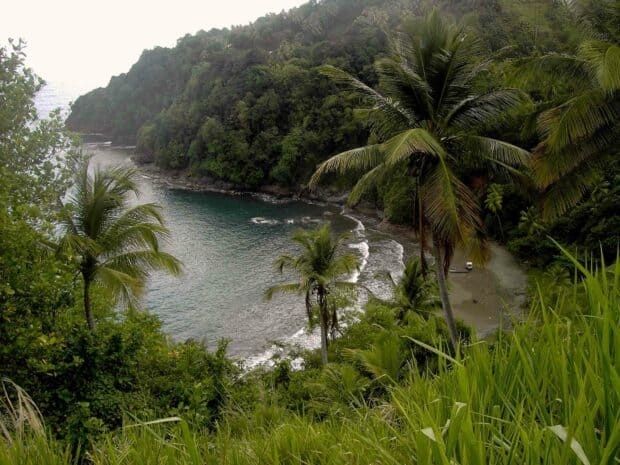 A lush tropical coastline with palm trees and a calm sea in Dominica wallpapers, HD Desktop Wallpaper