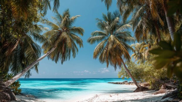 Tropical palm tree backgrounds, a lush beach setting with swaying palm trees and vibrant turquoise waters in the background.