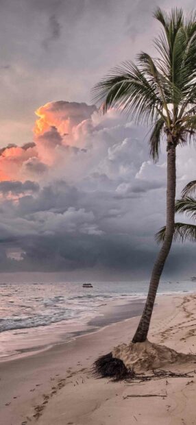 A palm tree rises from sandy beach with dominant storm clouds in the sky in Dominica, HD Mobile Wallpaper