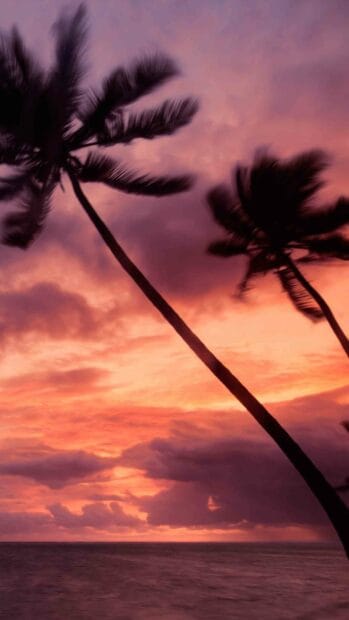 Tropical palm trees sway against a vibrant sunset sky over the ocean featuring Dominica Wallpapers, 2K Phone Wallpaper