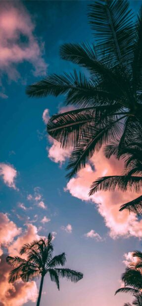 This image shows palm trees against a pink and blue sky representing Dominica Wallpapers, 2K Phone Wallpaper