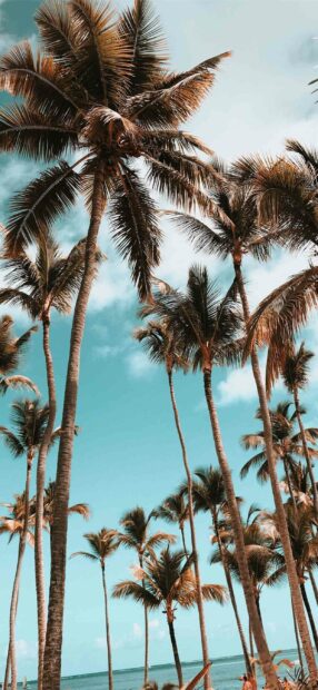 Tall palm trees line the beach with a bright blue sky in Dominica, 2K Mobile Wallpaper