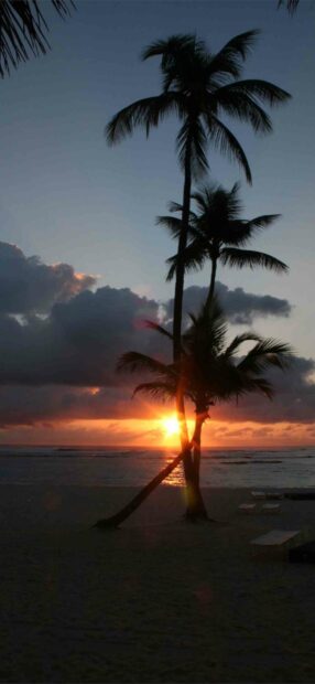 The sunset in Dominica shows palm trees silhouetted against colorful skies, Dominica Wallpapers, HD Phone Wallpaper