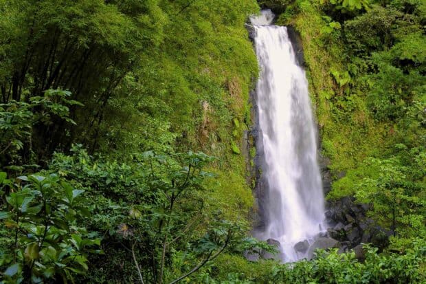 A tall waterfall flows through the dense green forest in Dominica, 2K Desktop Wallpaper