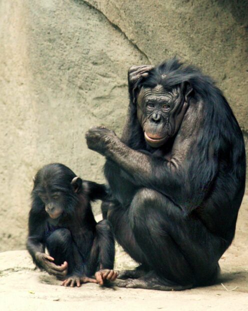 Two bonobos are sitting closely together with one scratching its head showing a natural behavior in the image of bonobo wallpapers