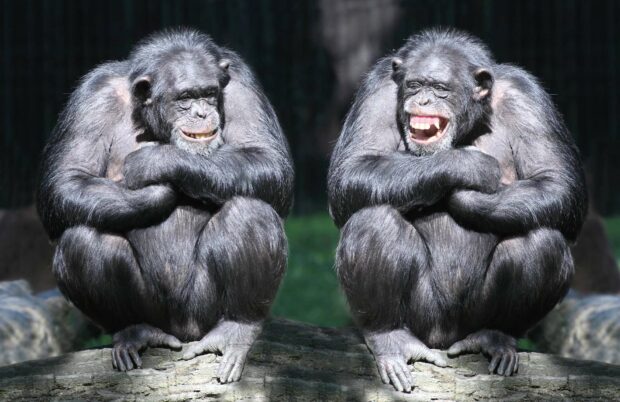 Two bonobos are sitting side by side with their arms crossed in a natural setting, HD Desktop Wallpaper