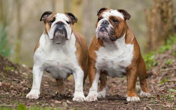 Two muscular bulldogs are standing side by side on a dirt path surrounded by trees and greenery, HD Desktop Wallpaper