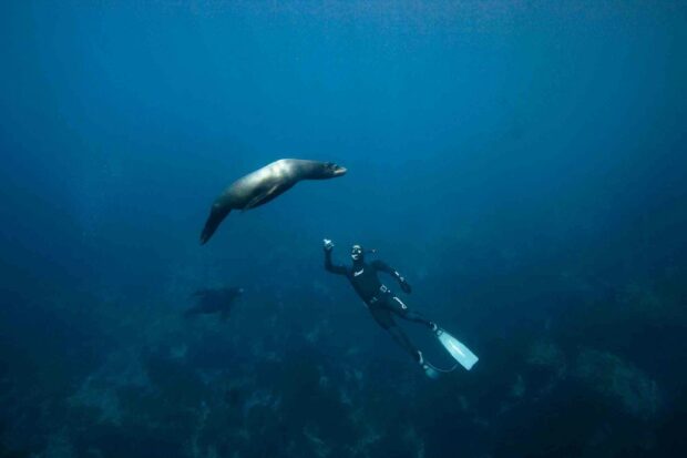 A freediver swims near sea lions underwater in clear blue ocean, HD Desktop Wallpaper