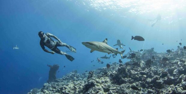 A freediver swims near several sharks above a coral reef in clear blue water, 2K Desktop Wallpaper