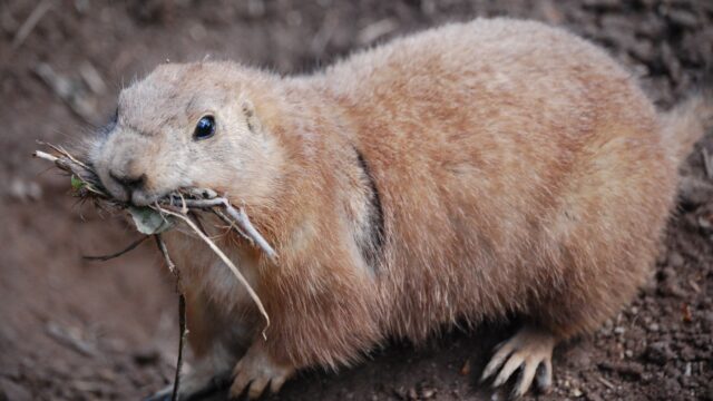 Utah Prairie Dog Carrying Twigs Close Up Wildlife Wallpaper