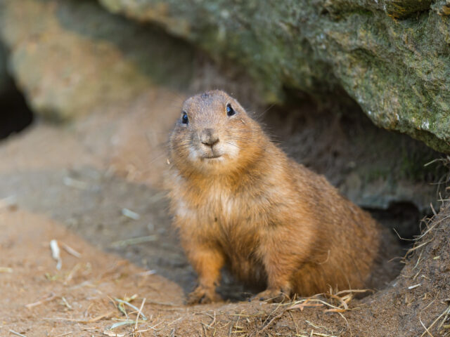 Utah Prairie Dog Close Up Image by Rocky Burrow Entrance Perfect Wallpaper