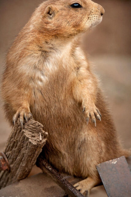 Utah Prairie Dog Close Up Sitting on Wood Natural Wildlife Wallpaper