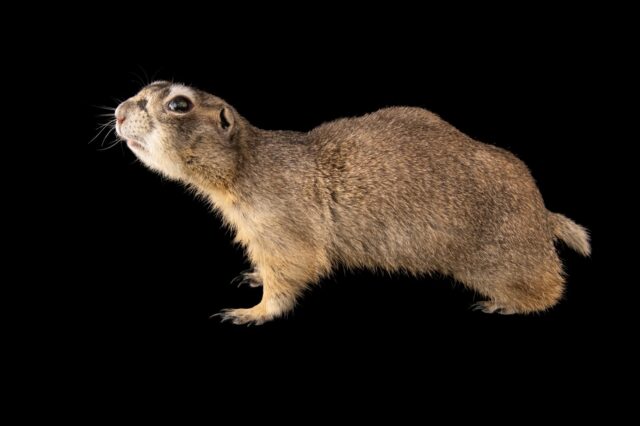 Utah Prairie Dog Close Up Wallpaper on Black Background