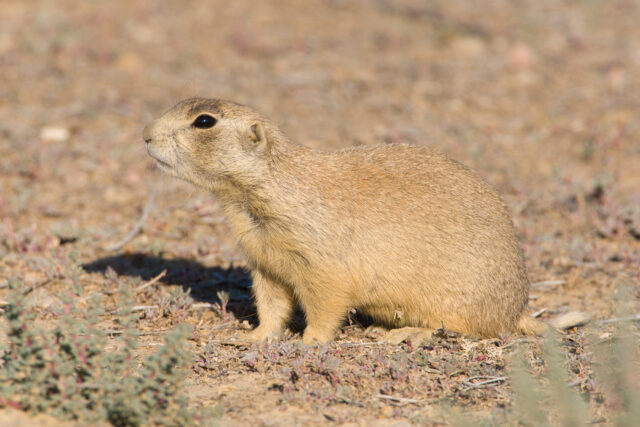 Utah Prairie Dog Close Up on Natural Desert Ground Wallpaper