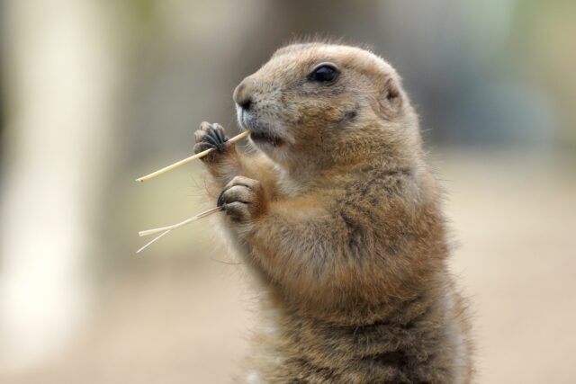 Utah Prairie Dog Eating Grass Close Up Wallpaper