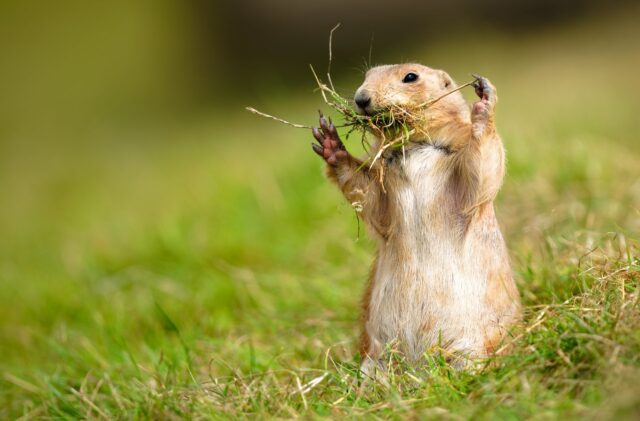 Utah Prairie Dog Eating Grass in Natural Green Field Wallpaper