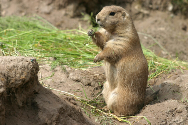 Utah Prairie Dog Eating Grass in Natural Habitat Close Up Wallpaper