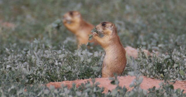 Utah Prairie Dog Eating Plants in Natural Habitat Wallpaper