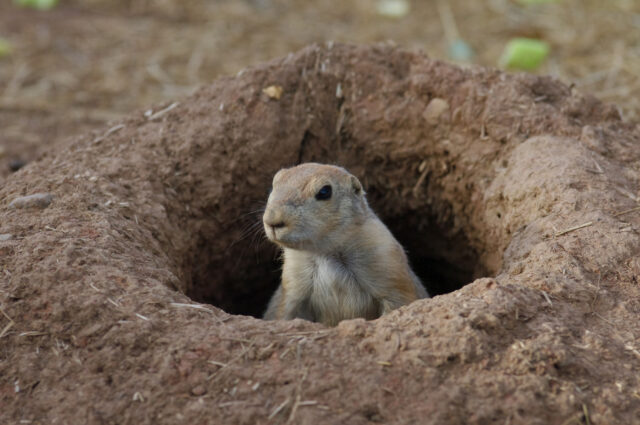Utah Prairie Dog Emerging From Burrow Natural Wildlife Wallpaper (1)