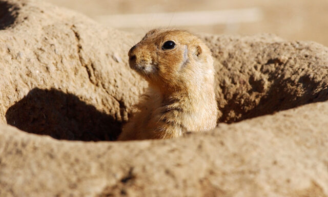 Utah Prairie Dog Emerging from Burrow Close Up Wallpaper